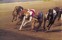Twin River Greyhound Track Suspends Dog-racing