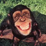 This chimpanzee may be one of the lucky ones funded by the latest winner at the WSOP.